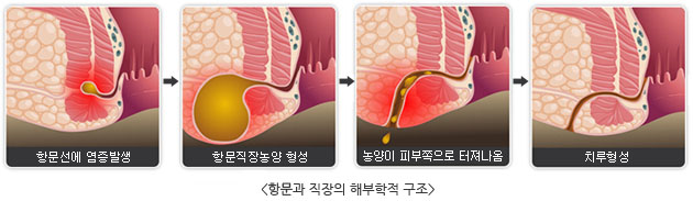 항문과 직장의 해부학적구조